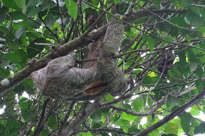 Arenal Hanging Bridges With Professional Guide - Wildlife Encounters