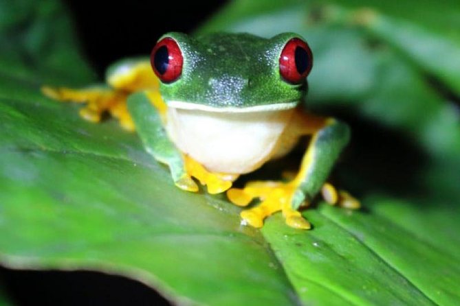 Arenal Oasis Night Walk From Arenal - Pickup and Meeting Information