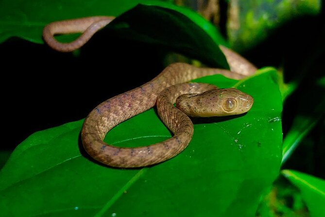 Arenal Oasis Night Walk From Arenal - Guided Journey Through Frog Sanctuary