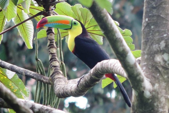 Arenal Volcano Experience Full-Day Tour From San Jose - Customer Feedback and Recommendations