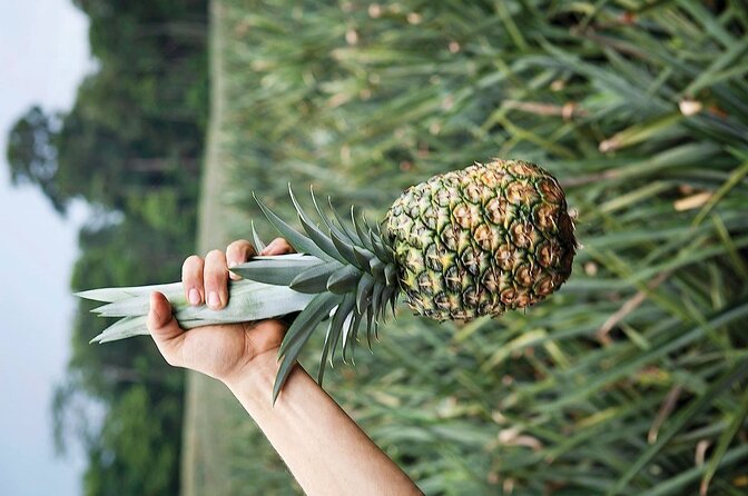 Arenal Volcano Pineapple & Sloth Hiking+ Coffee- Chocolate Tour - Pineapple Plantation and Local Delights