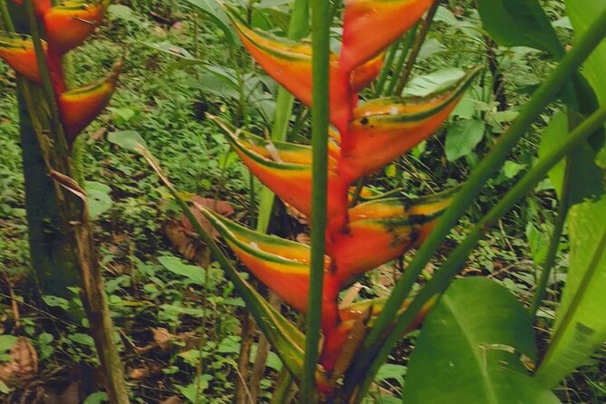 Arenal Volcano Pineapple & Sloth Hiking+ Coffee- Chocolate Tour - Private Transportation and Customized Itinerary
