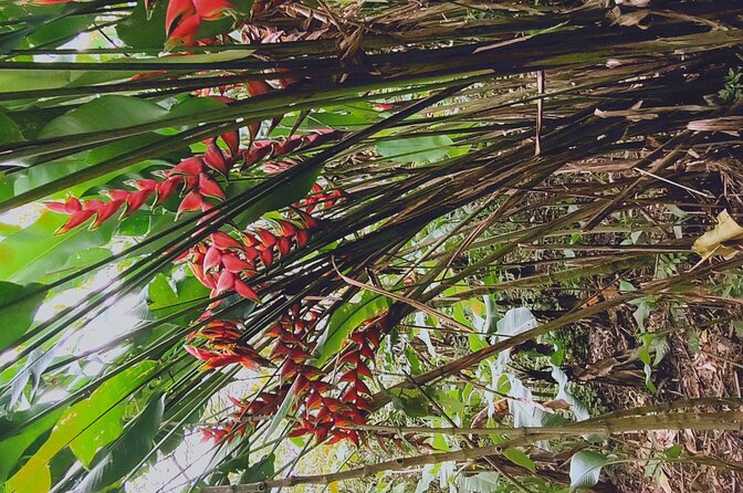 Arenal Volcano Pineapple & Sloth Hiking+ Coffee- Chocolate Tour - Customer Testimonials and Operator Responsiveness