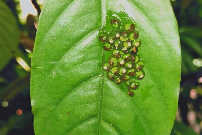 Arenal Volcano Pineapple & Sloth Hiking+ Coffee- Chocolate Tour - Pineapple Plantation and Local Delights