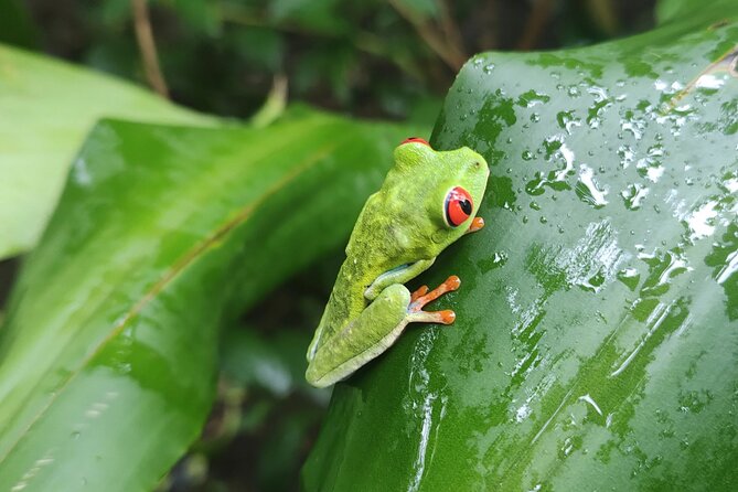 Arenal Volcano Pineapple & Sloth Hiking+ Coffee- Chocolate Tour - Coffee and Chocolate Tasting Experience