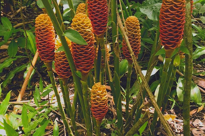 Arenal Volcano Pineapple & Sloth Hiking+ Coffee- Chocolate Tour - Customer Testimonials and Operator Responsiveness