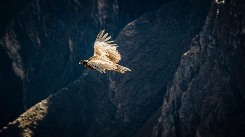Arequipa: 4-Day Colca Canyon and Salinas Lagoon Circuit - Preparation and Restrictions
