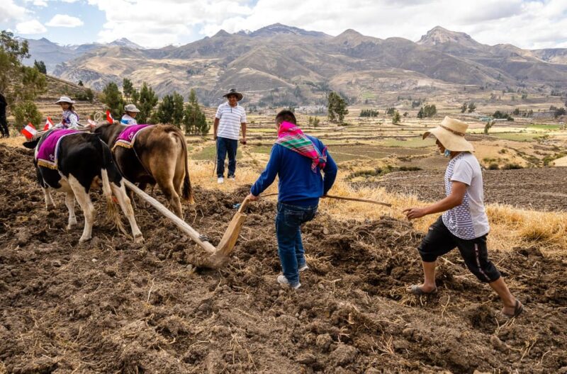 Arequipa: 4-Day Colca Canyon and Salinas Lagoon Circuit - Arrival in Arequipa