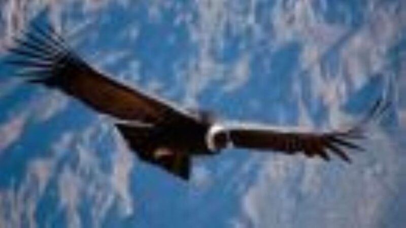 Arequipa: Colca Canyon 1-Day Guided Tour | Condor Flight | - Key Points