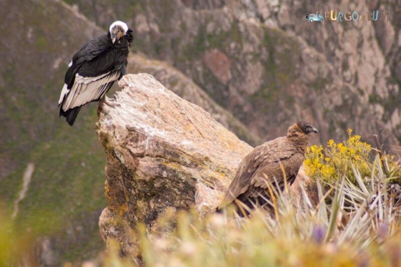 Arequipa: Colca Canyon Excursion, Option Ending in Puno - Key Points