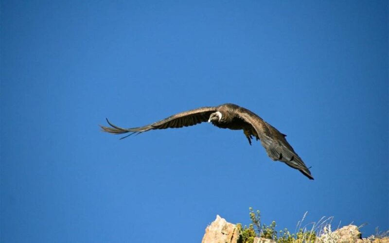Arequipa: Colca Canyon Excursion, Option Ending in Puno - Inclusions and Additional Costs