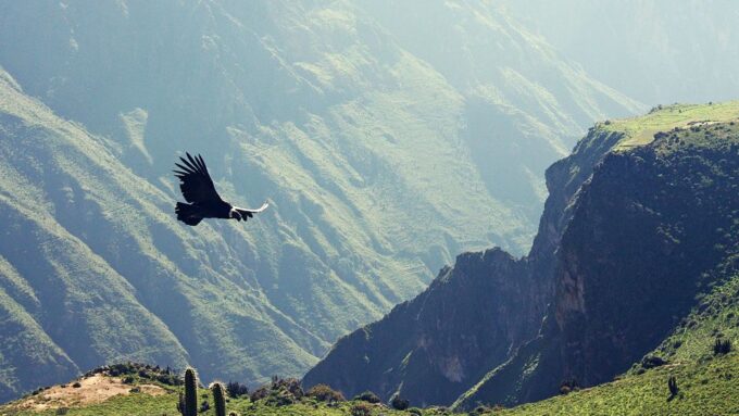 Arequipa & Colca Canyon Multi-Day Tour - Frequently Asked Questions