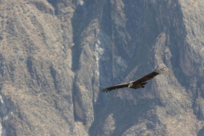 Arequipa: Colca Valley and Condor Viewpoint 2 Days/1 Night - Frequently Asked Questions