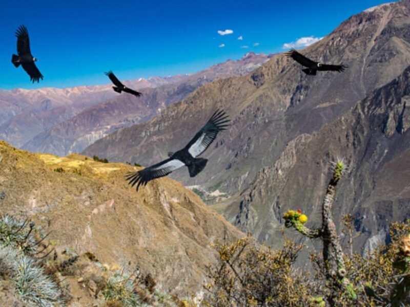 Arequipa: Colca Valley and Condor Viewpoint 2 Days/1 Night - Day 1: Arequipa to Chivay