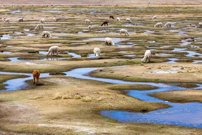 Arequipa: Excursion to the Colca Canyon + Transfer to Cusco - Key Points