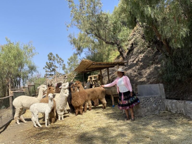 Arequipa: Experiential Textile Tourist Center - Included Supplies and Souvenirs