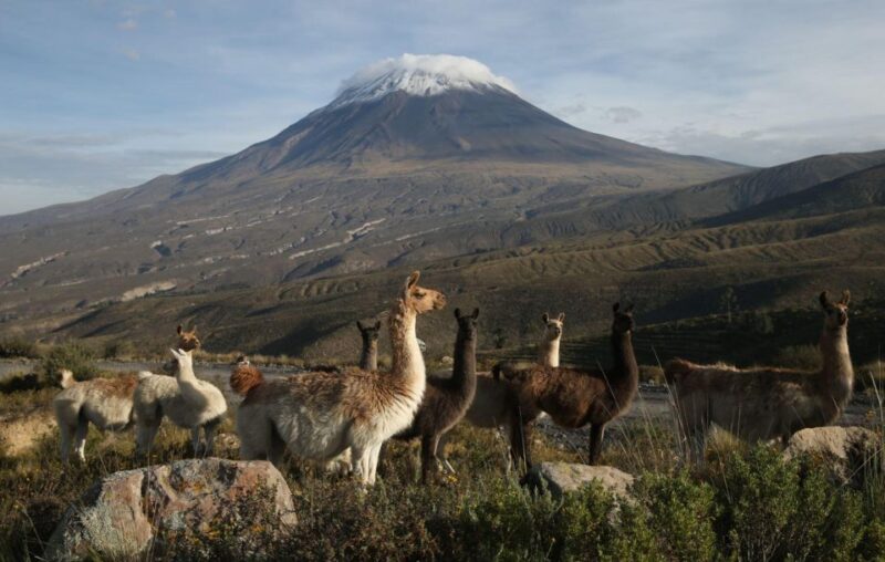 Arequipa: Full Day Colca Canyon Tour With Transfer to Puno - Itinerary Highlights