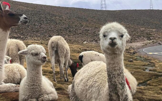 Arequipa: Full Day in Colca Canyon With Breakfast and Lunch - Exploring Colca Canyon