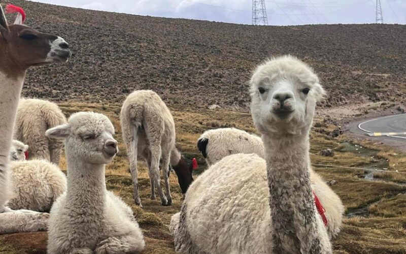 Arequipa: Trekking to the Colca Canyon 2 Days/1 Night - Early Morning Trek on Day 2