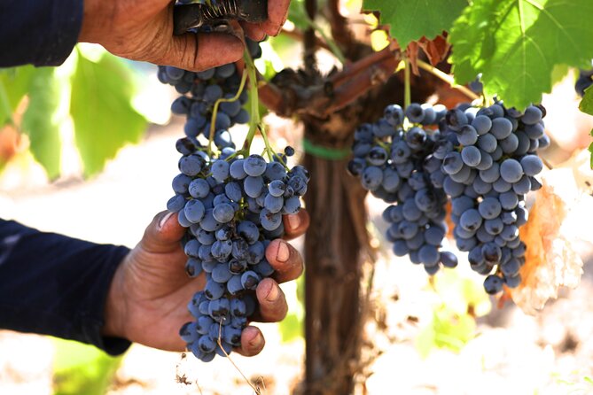Argo Cultural Arts and Tastings Private Tour - Gourmet 3-Course Lunch