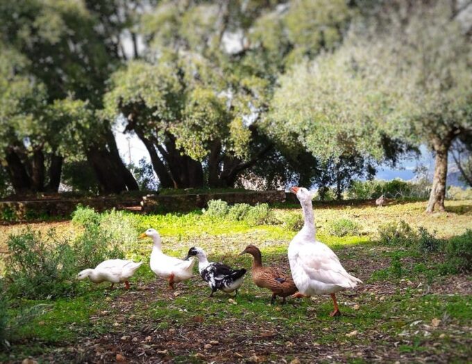 Argostoli - Farm Delights and Rustic Tastes - Sweet Treat at Iscream