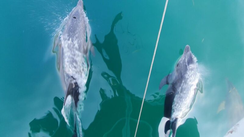 Argostoli: Full-Day Boat Trip With Lunch & Unlimited Drinks - Customer Feedback