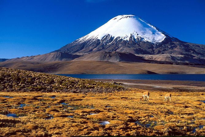 Arica: Full Day to Lauca National Park and Chungara Lake, Meals Included - Visiting Parinacota and Putre