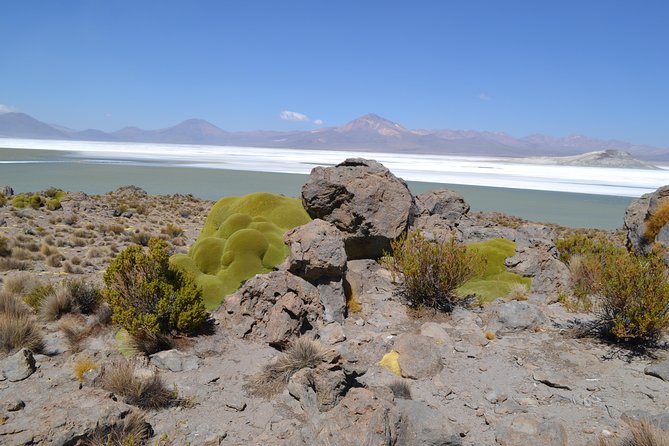 Arica-Lake Chungara-Salar De Surire (3 Days and 2 Nights) - Exploring Salar De Surire
