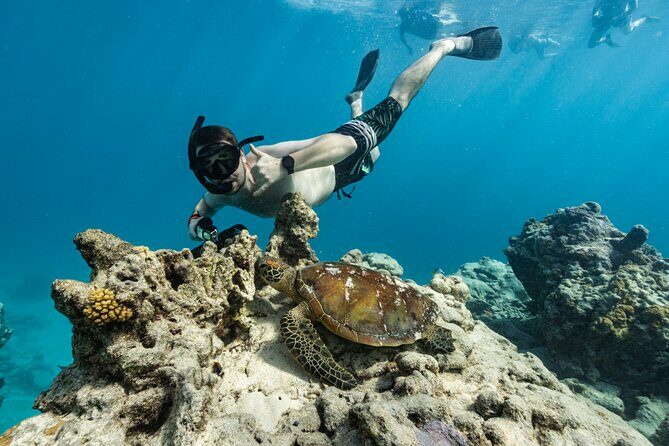 Ariki Adventures: Premium Sea Scooter Turtle Adventure - FAQs