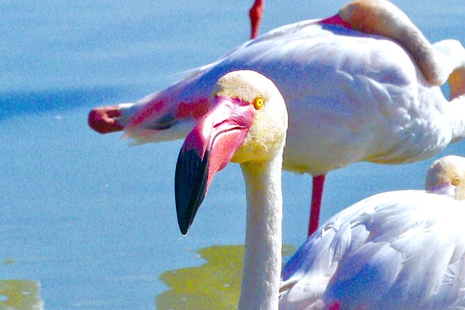 Arles and Camargue Small-Group Half-Day Tour From Avignon - Explore Natural Camargue