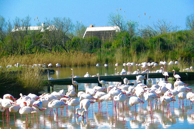 Arles and Camargue Small-Group Half-Day Tour From Avignon - Spot Camargue Wildlife