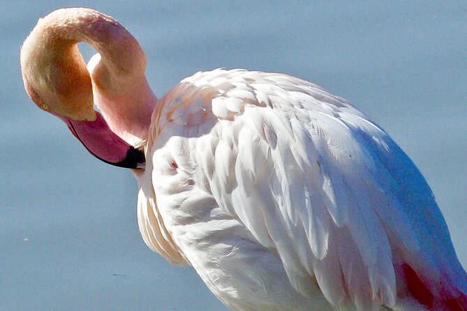 Arles and Camargue Small-Group Half-Day Tour From Avignon - Visit Saintes-Maries-de-la-Mer