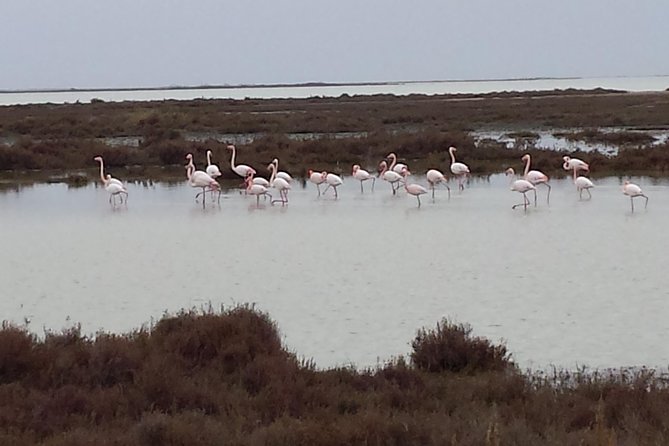 Arles and Camargue Small-Group Half-Day Tour From Avignon - Tour Details and Inclusions