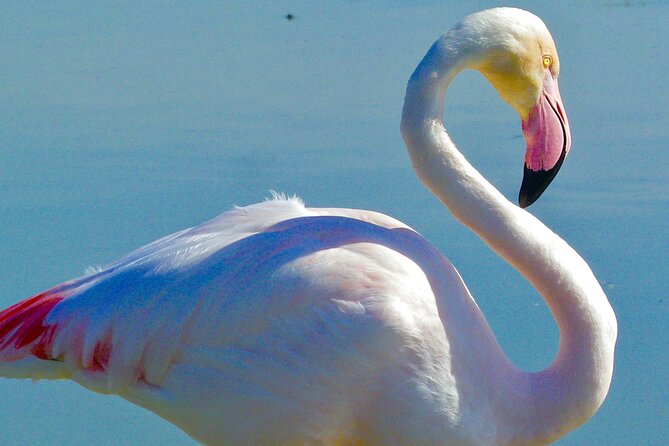 Arles and Camargue Small-Group Half-Day Tour From Avignon - Meeting and Pickup Information