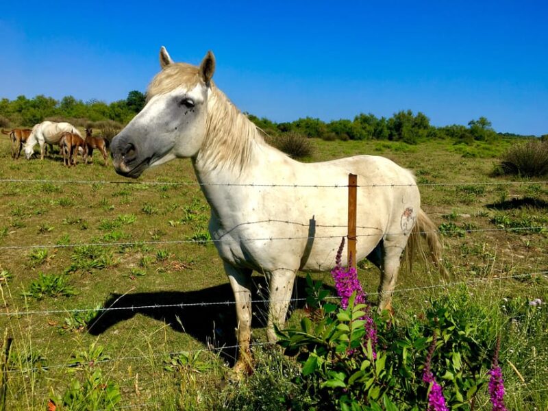 Arles & Camargue Natural Park (including Aigues Mortes) - Inclusions and Exclusions