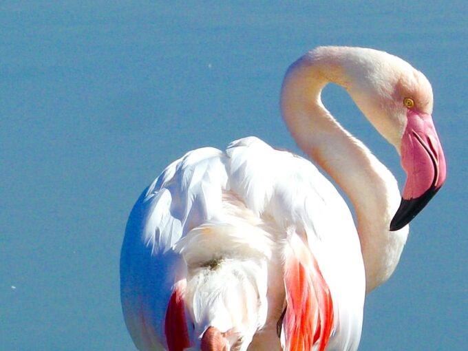 Arles & Camargue Natural Park (including Aigues Mortes) - Discovering Aigues Mortes