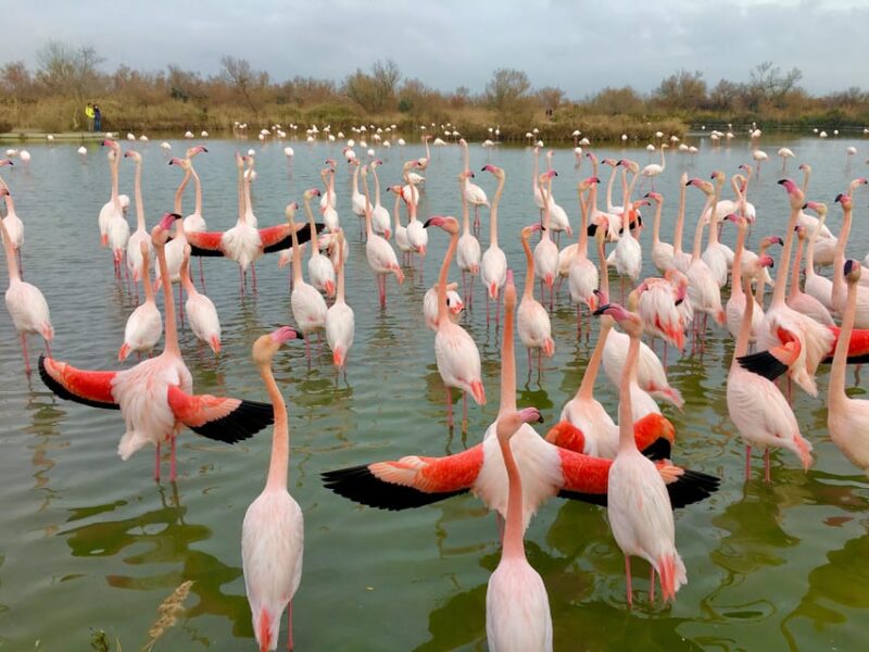 Arles & Camargue Regional Natural Park - Tour Highlights