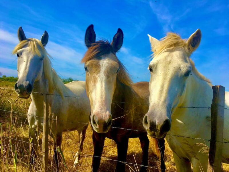 Arles & Camargue Regional Natural Park - Itinerary Details
