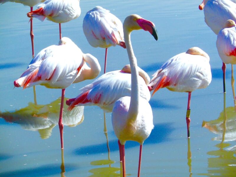 Arles & Camargue Regional Natural Park - Accessibility and Meeting