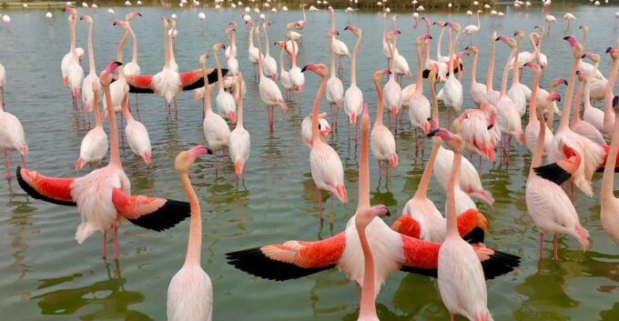 Arles & Camargue Regional Natural Park - Frequently Asked Questions