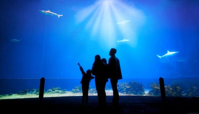 Arnhem: Burgers Zoo Entry Ticket - Duration and Cancellation Policy