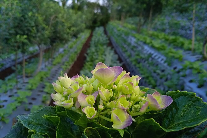 Around Bromo Farming Experience - Exploring Bromos Unique Farming Landscape
