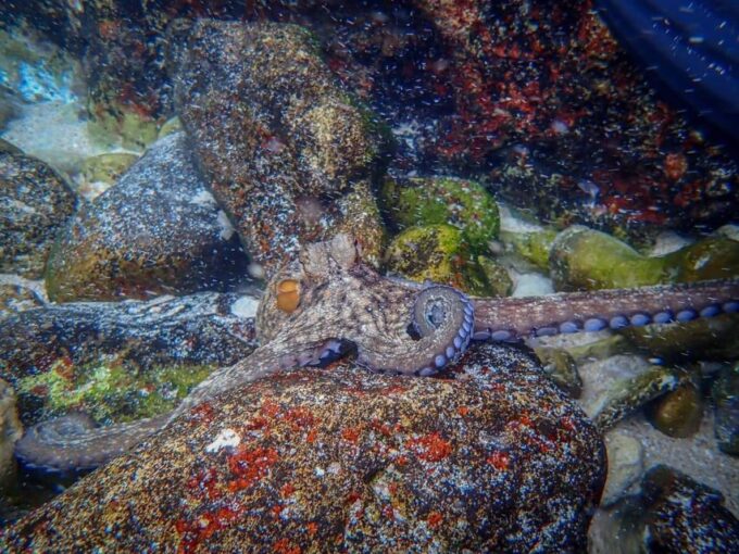 Arrábida: Kayaking and Snorkeling Experience - What to Bring and Considerations