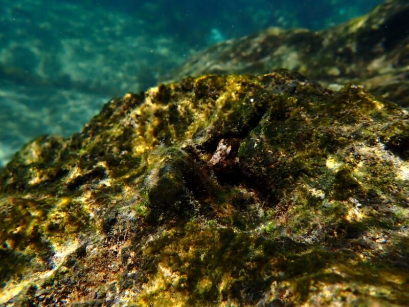 Arrábida Marine Reserve: Kayaking & Snorkeling Tour - Tour Highlights