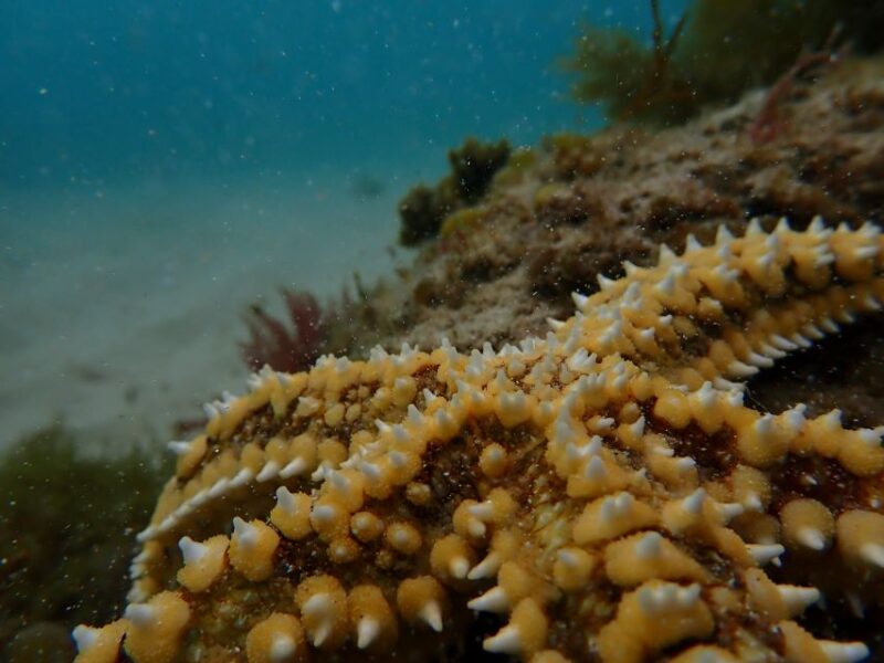 Arrábida Marine Reserve: Kayaking & Snorkeling Tour - Inclusions and Restrictions