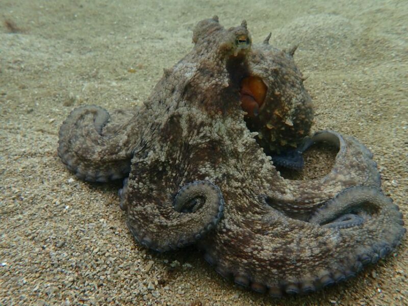 Arrábida: Open Water Diver Course in Arrábida Marine Reserve - Pricing and Booking