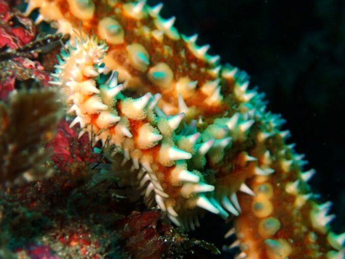 Arrábida: Open Water Diver Course in Arrábida Marine Reserve - Personal Accident Insurance