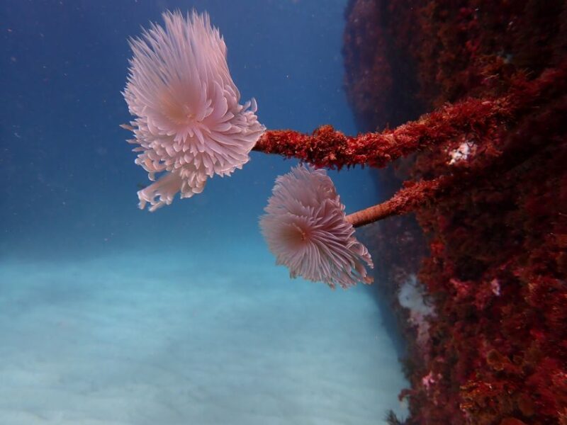 Arrábida: Snorkeling Experience in Arrábida Marine Reserve - Participant Eligibility
