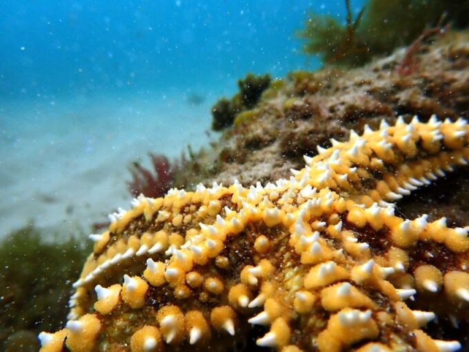 Arrábida: Snorkeling Experience in Arrábida Marine Reserve - Frequently Asked Questions