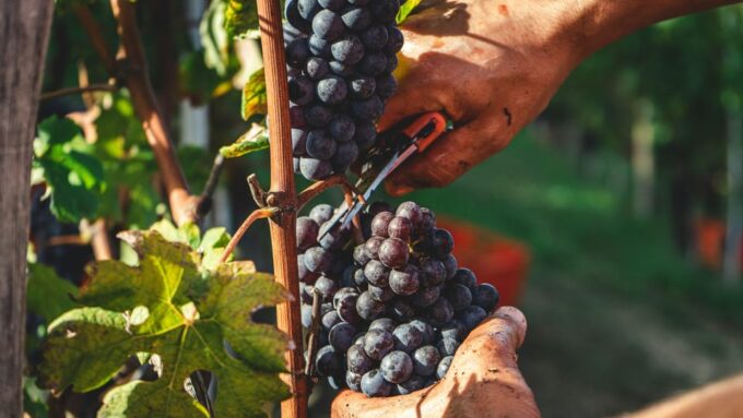Arrábida & Wine Tour - Visitor Tips